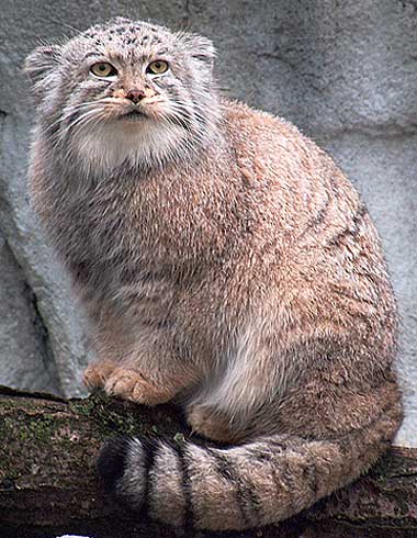 pallas cat thick tail
