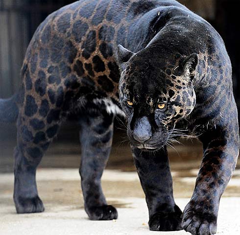 black panther jaguar