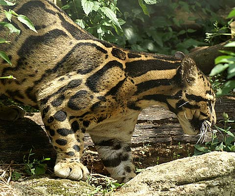 clouded leopard china