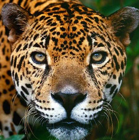 jaguar head close up