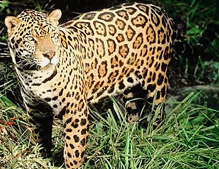 jaguar spots