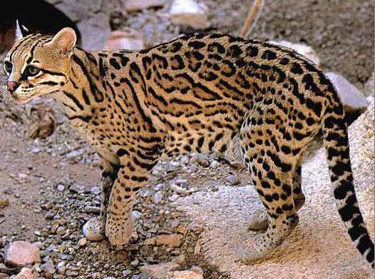 little dwarf leopard