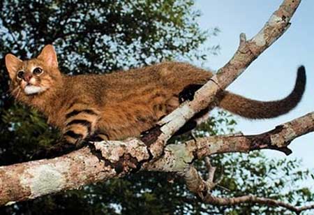 pampas cat climbing tree