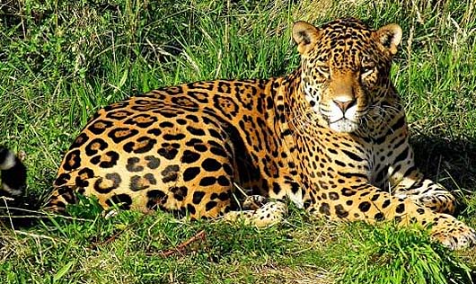 panthera onca jaguar