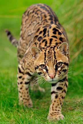 just prowling around