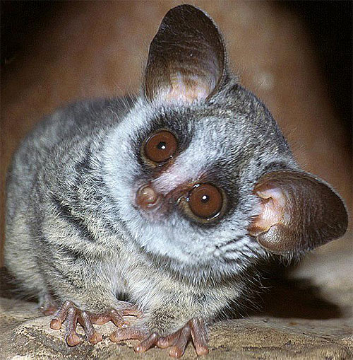 Galago - Bush Baby, Tiny African Primate 