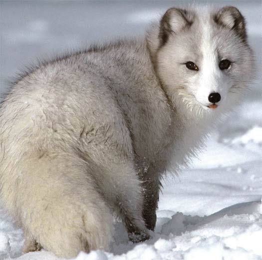 Arctic Fox - World's Warmest Coat, Crafty Tundra Dweller 