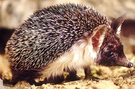 desert hedgehog africa middle east