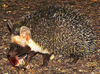 desert hedgehog carrying food