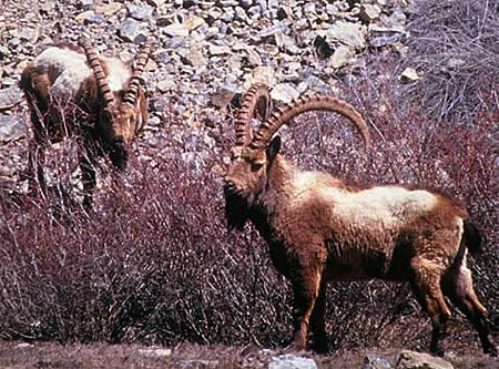 himalayan ibex