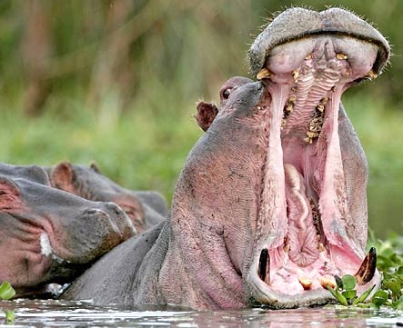 Hippopotamus - Big Mouth River Horse 