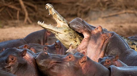 croc-attacked-by-hippo