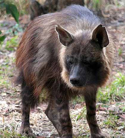 grass hyena africa