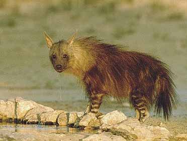 hyena africa water