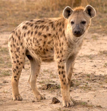 Hyenas - Scavenger Mammals of Africa and Asia 
