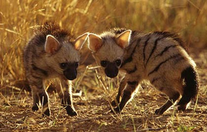 young aardwolves