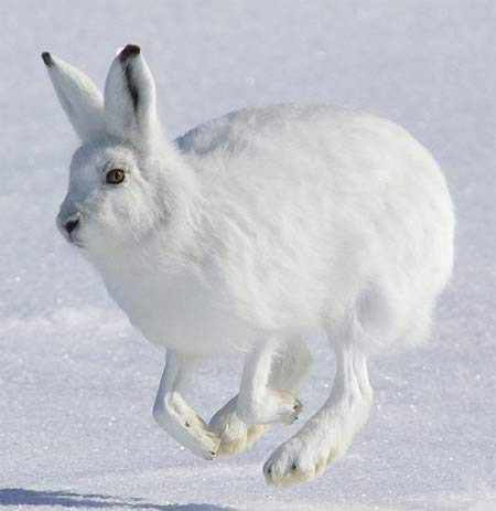 Arctic Hare - White by Winter, Gray-Brown in Summer 