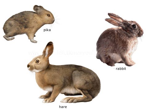 pika hare rabbit