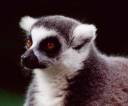 ring tailed face