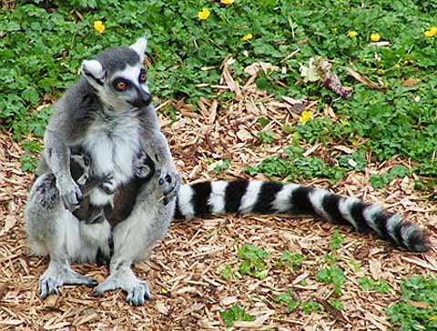 ring tailed lemur grass