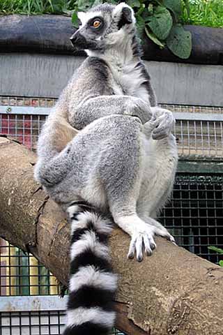 lemur perched