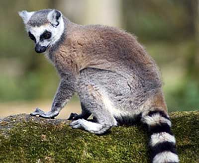 ring tailed lemur eyes