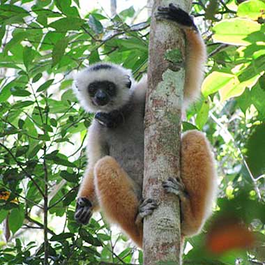 lemur in the tree