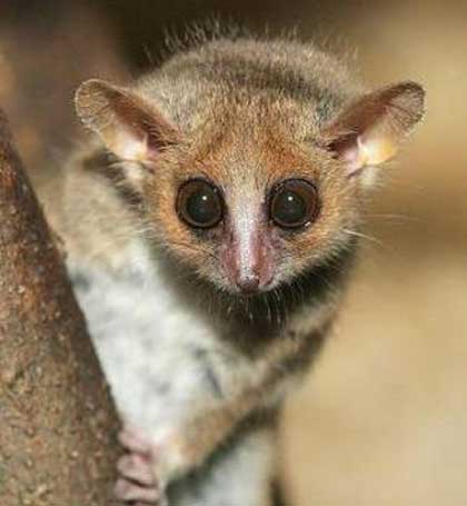 gray grey mouse lemur big eyes