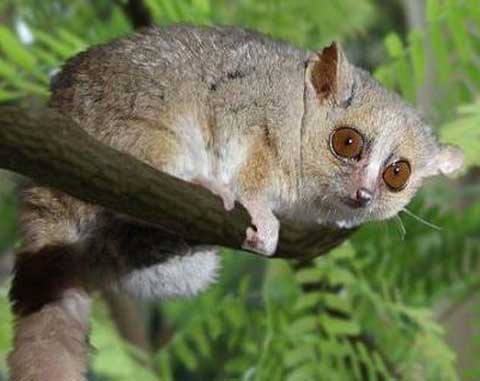 grey gray mouse lemur out on a limb