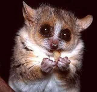 grey mouse lemur eating
