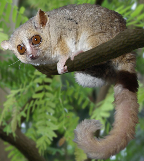 grey mouse lemur