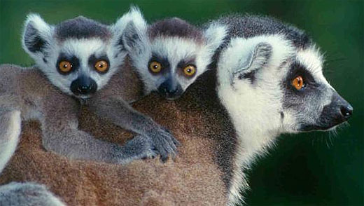 Lemurs - Bright-Eyed and Bushy-tailed 