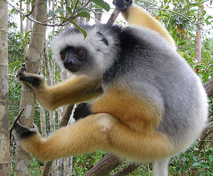 orange lemur