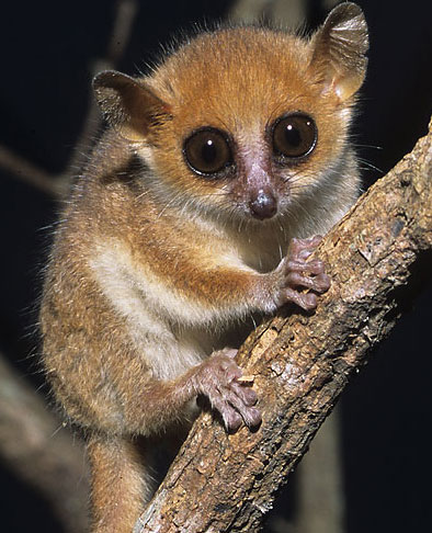 worlds smallest primate madame berthes mouse lemur