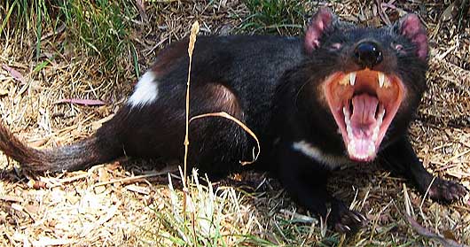 angry tasmanian