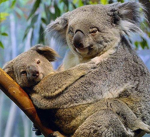 couple of koalas