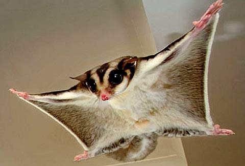 flying possum outstreched