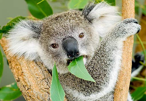 koala eating