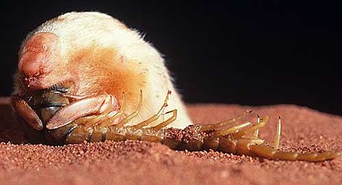 marsupial mole eating centipede