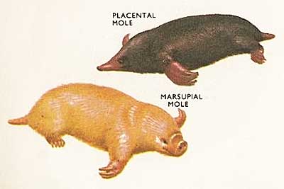 marsupial versus placental mole