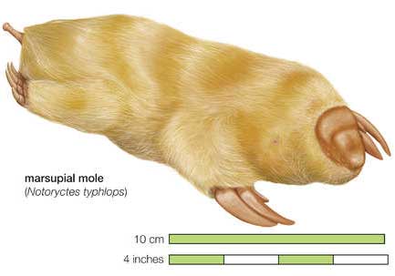 notoryctes typhlops mole