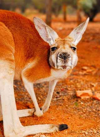 red roo