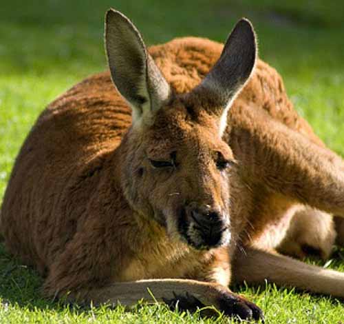 big foot kangaroo