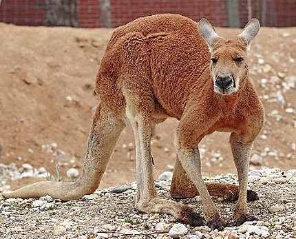 red roo of the rocks