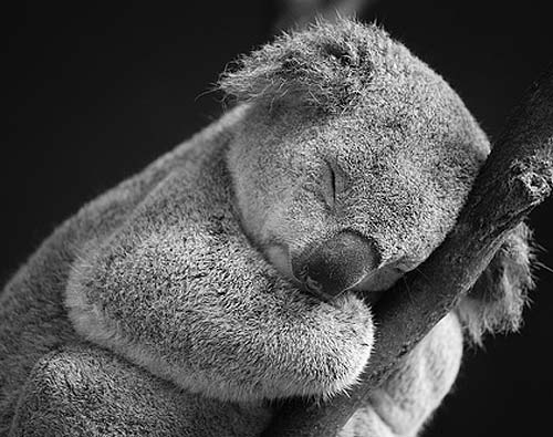 sleeping koala bear