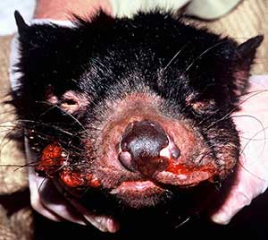 tasmanian tumor disease