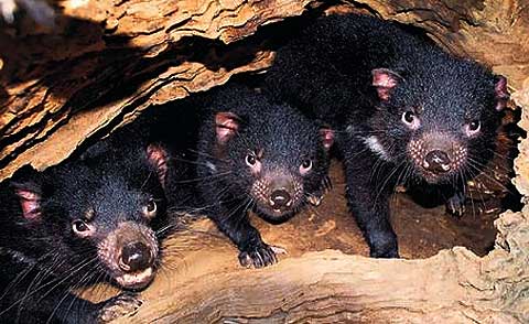 three tasmanian devils den