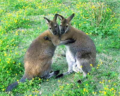 two wallabies embracing