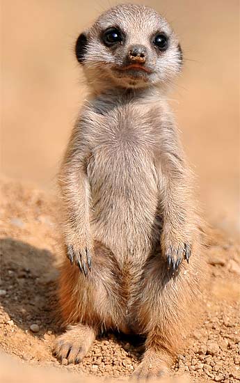 Meerkat - Desert Scout 