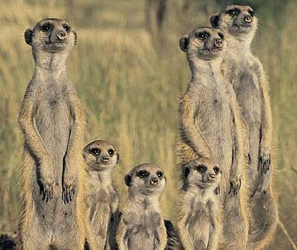 meet the meerkats